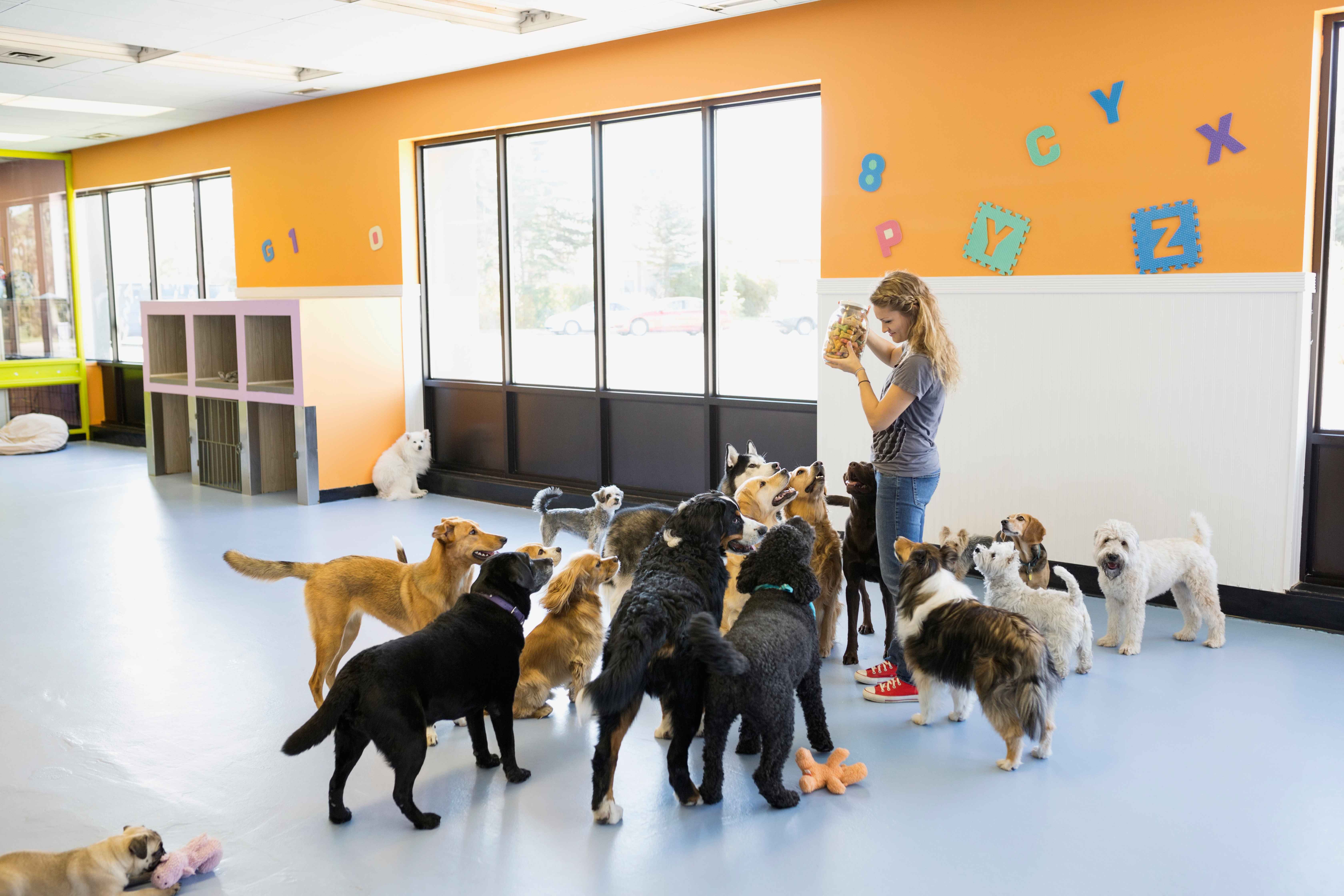 Woman holding a jar of treats surrounded by a large group of eager dogs in a colorful dog daycare facility