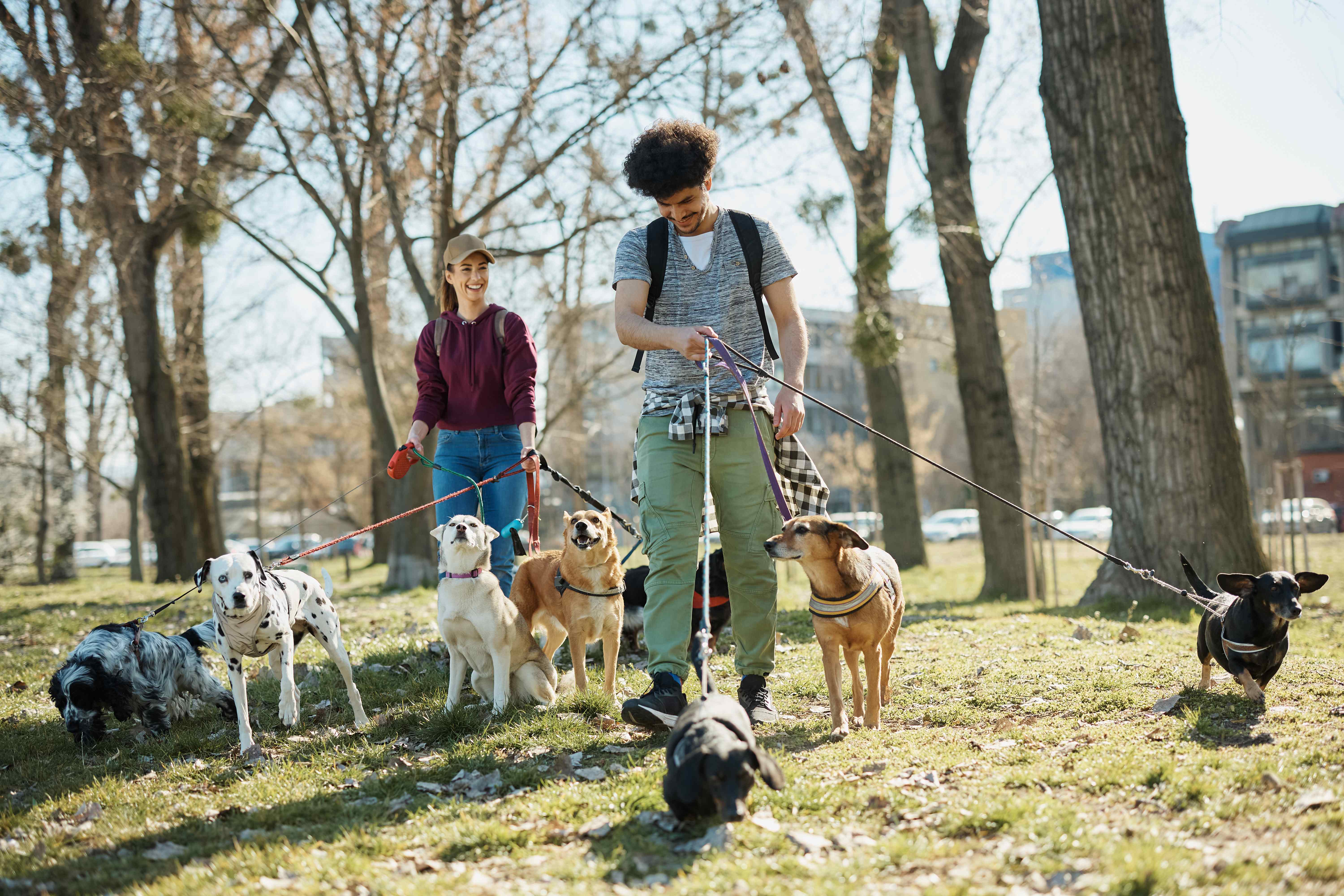 Dogs staying at a professional board and train facility